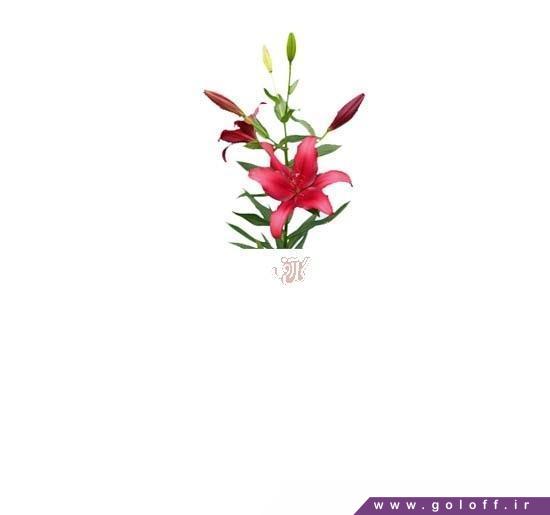 سایت گل فروشی - گل لیلیوم سیگالن - Lilium | گل آف